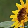 夏が来たようです、、、。