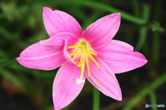 葉月花ー34