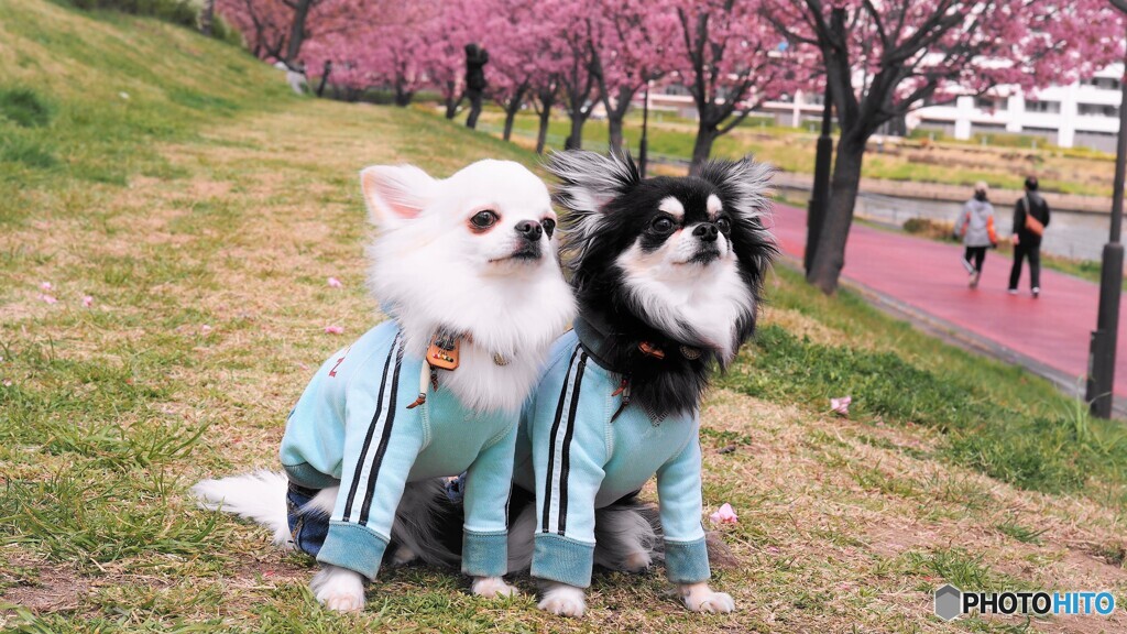 花見犬～ⅲ
