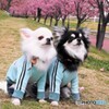 花見犬～ⅲ