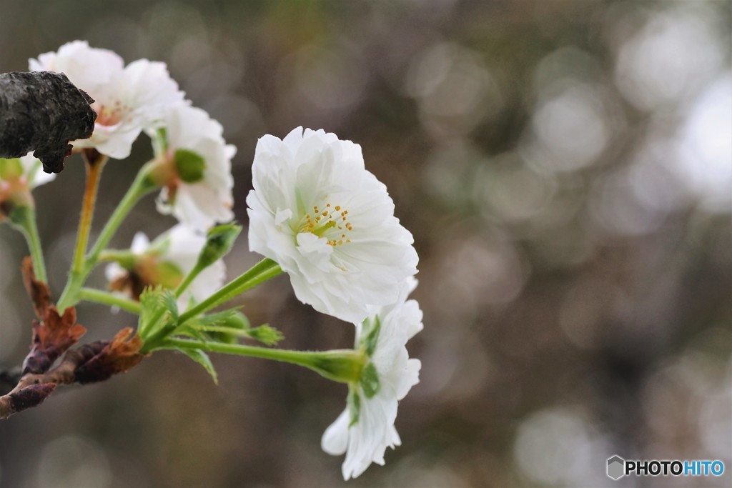 冬桜～②
