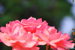 文月花ー35
