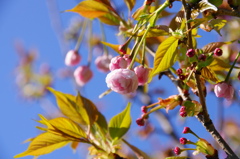 桜いろいろー１６