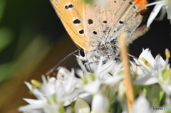 紅シジミチョウの舞―32