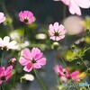 秋桜が秋の日の、、、Ⅳ