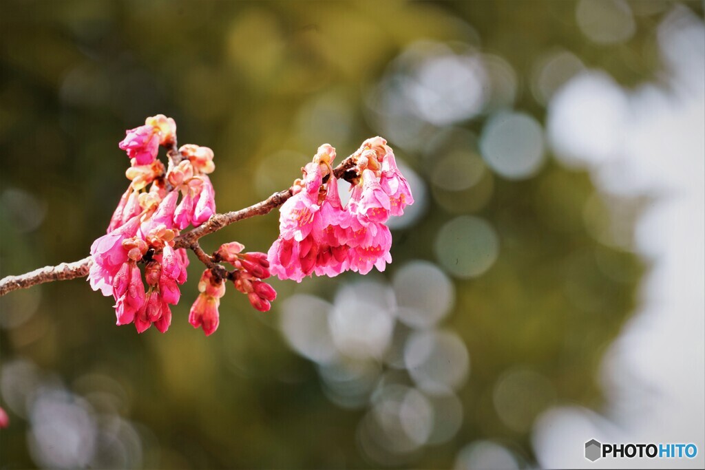 親桜