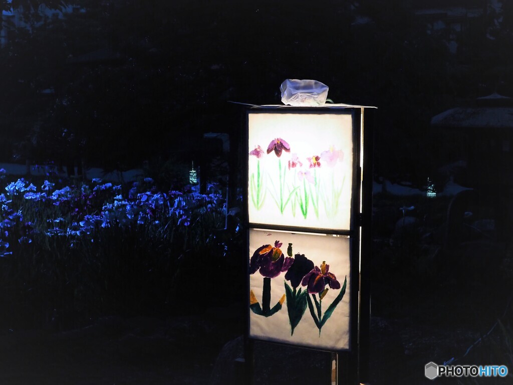 夜の菖蒲園～ⅲ