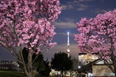 汐入夜桜蔵出し