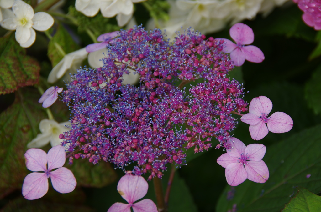 雨上がり紫陽花ー１