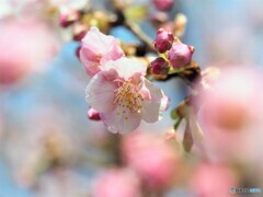 ２０２１桜だより～ⅴ