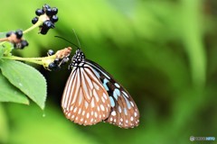 足立区立生物園～⑥