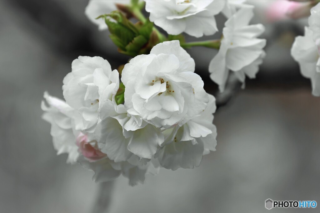 汐入白妙桜～ⅲ