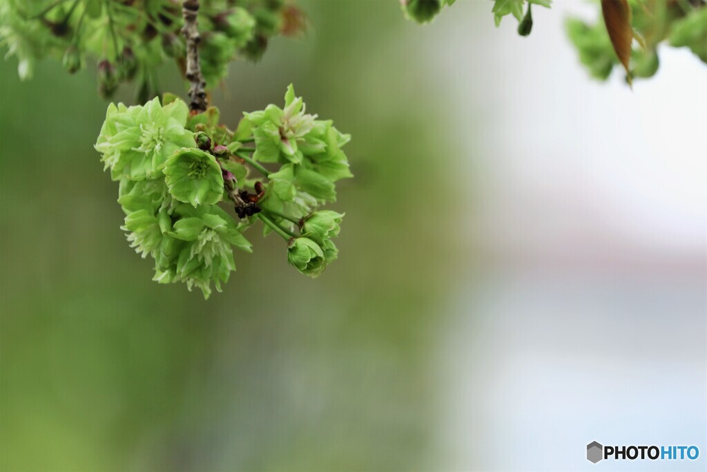 八重桜便り～ⅲ