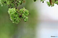 八重桜便り～ⅲ