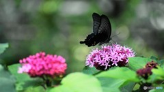 梅雨の晴れ間に、、、④