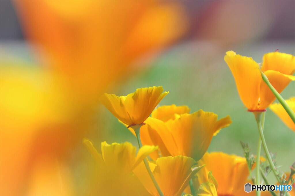 California poppy