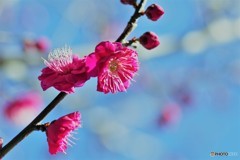 昨年の１月ー３
