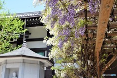 投げ込み寺（浄閑寺）～④