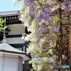 投げ込み寺（浄閑寺）～④