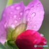 矢筈豌豆