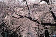 自粛の桜並木～②