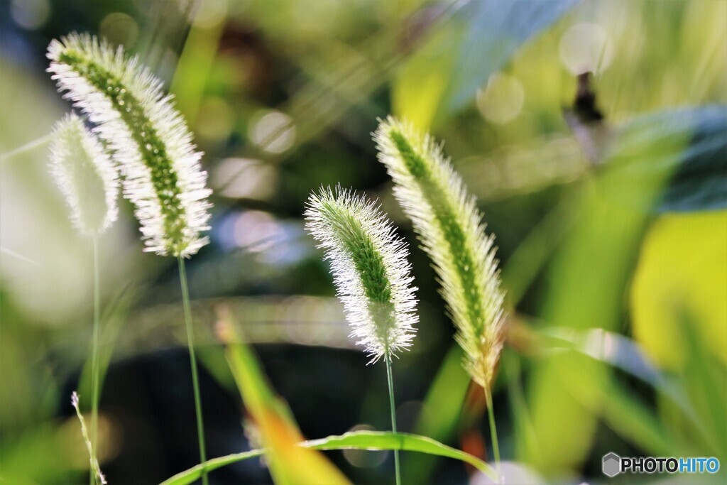 狗尾草～Ⅱ