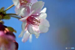 ２０２１桜だより～ⅻ