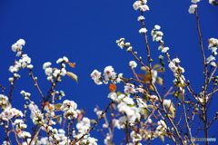 冬桜ーい
