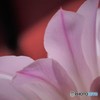 サボテン咲く～③