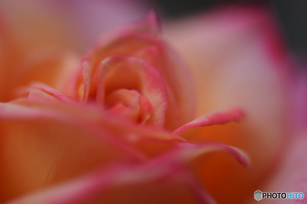 霜月花－14
