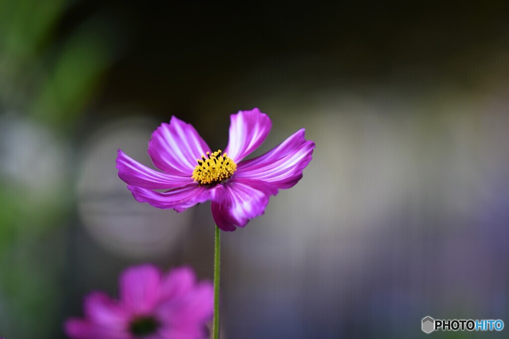 残華