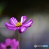 残華