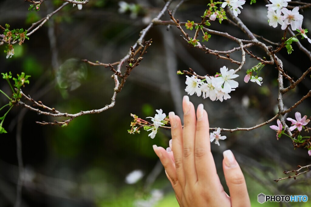 恩賜上野公園の十月桜～ⅲ