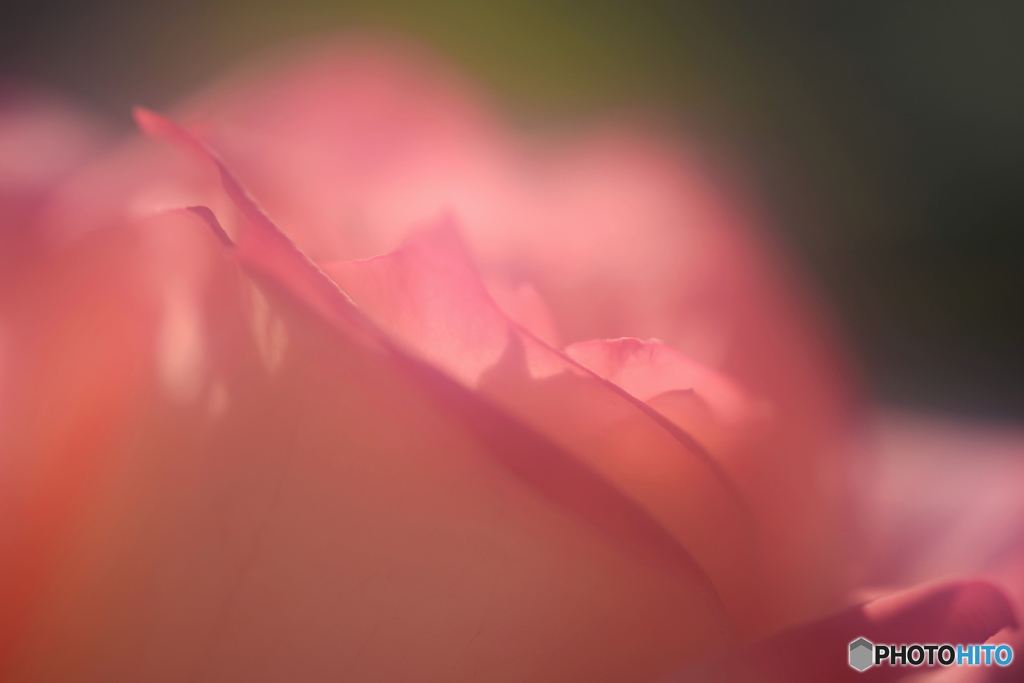 艶花ー４