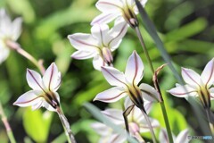 Spring starflower