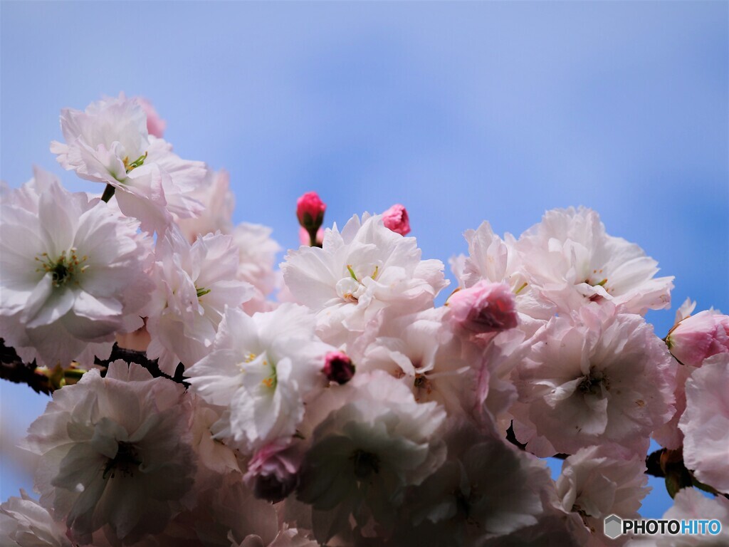 普賢象～ⅴ