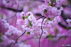 平成最後を咲く桜達～lii
