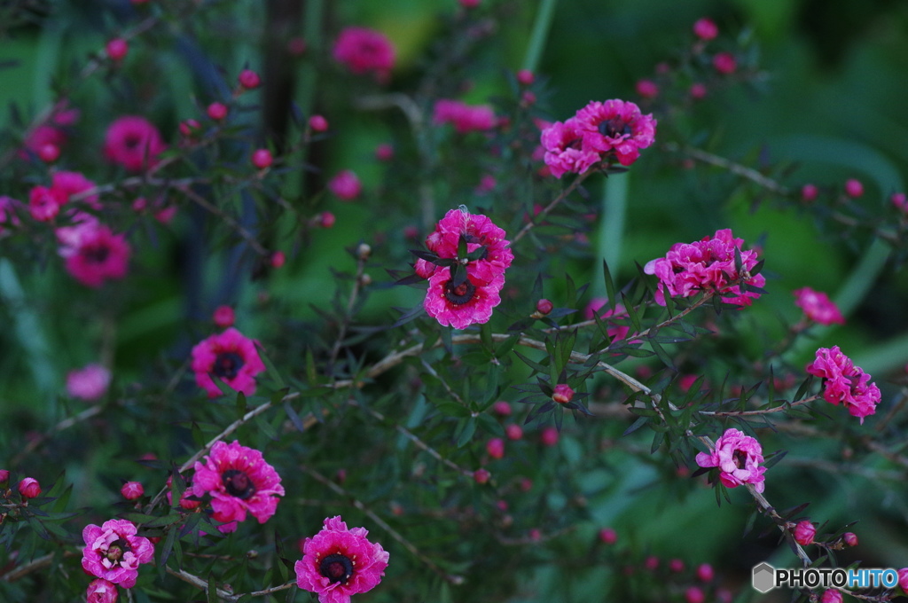 睦月花ー11