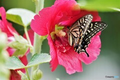 立葵と蝶
