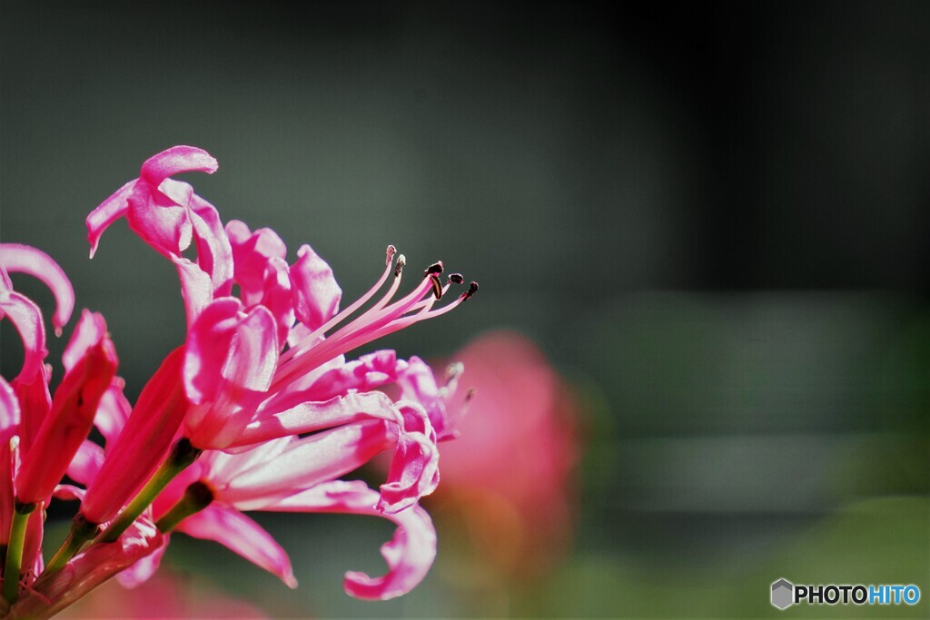 Nerine