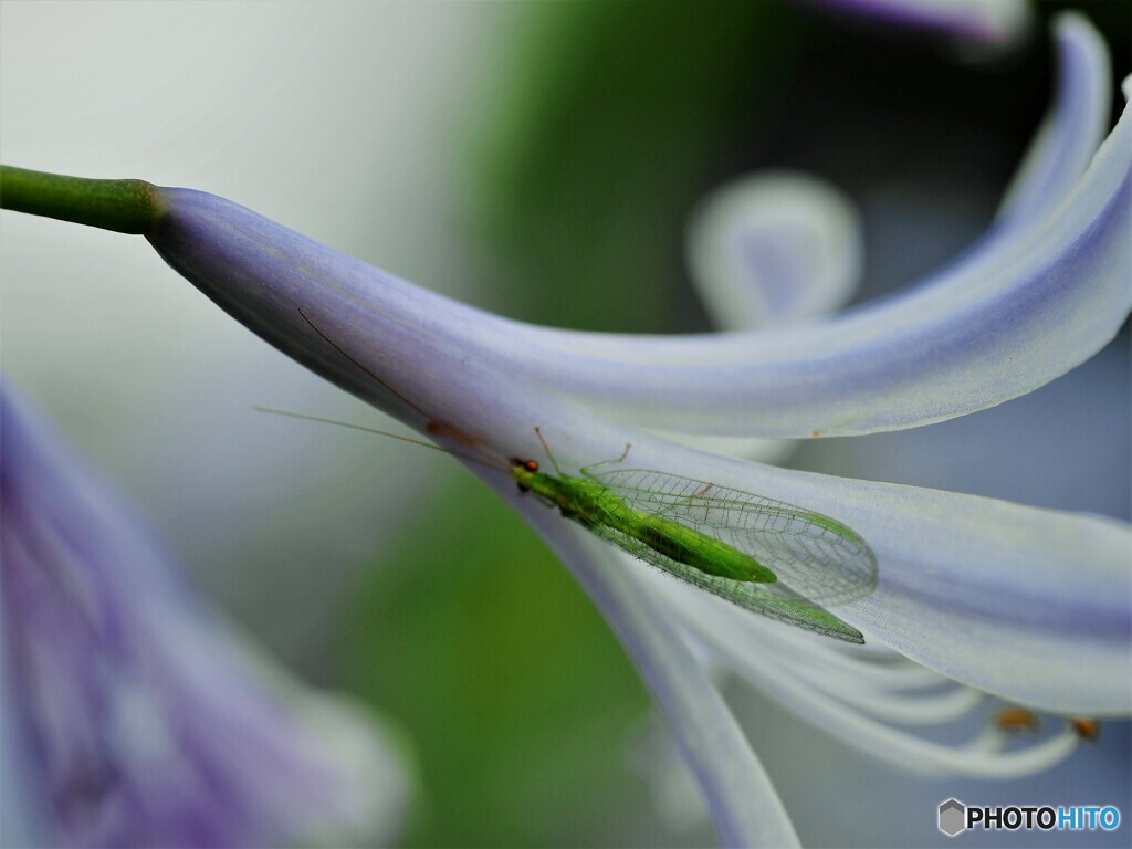 美しいものには虫が、、、。