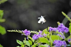 白の飛翔