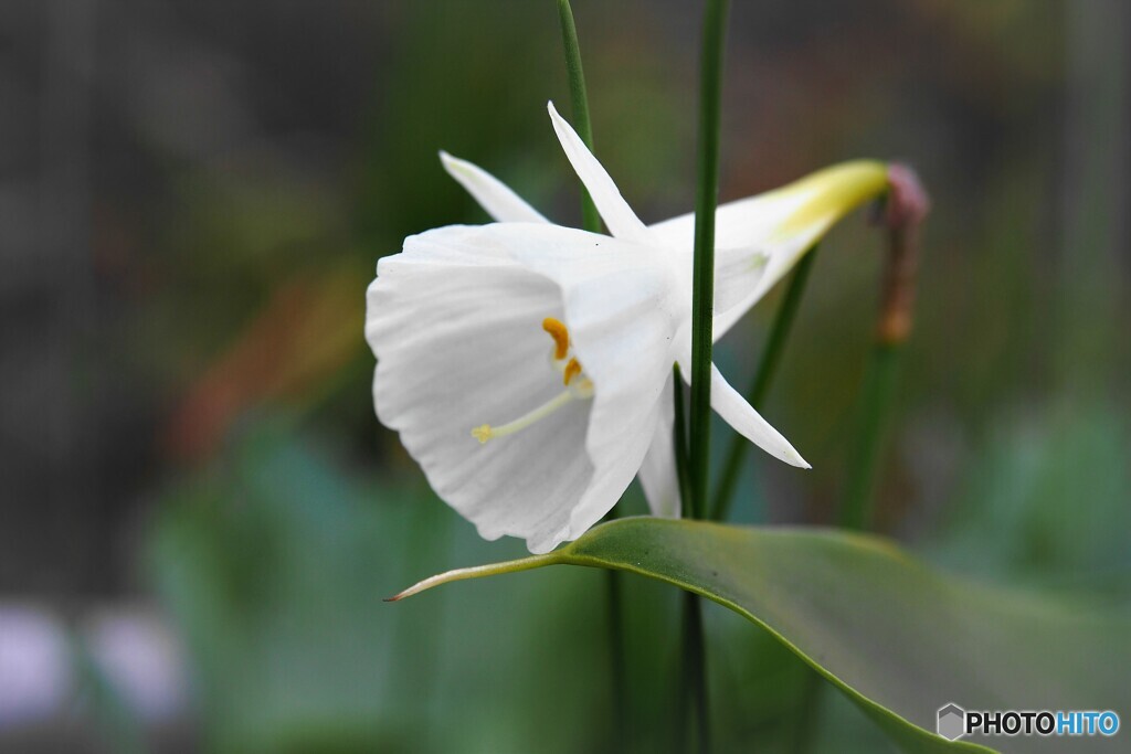 N. cantabricus