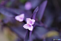 梅雨時の華～ⅷ