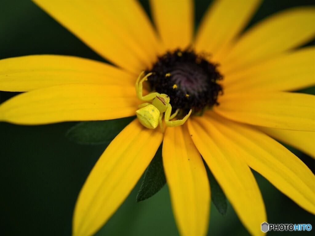花で待つ、、、①