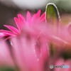 紅波璃