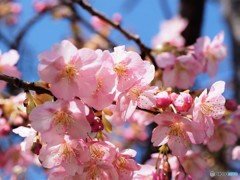 汐入、河津桜～Ⅵ