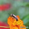 ハラナガツチバチ