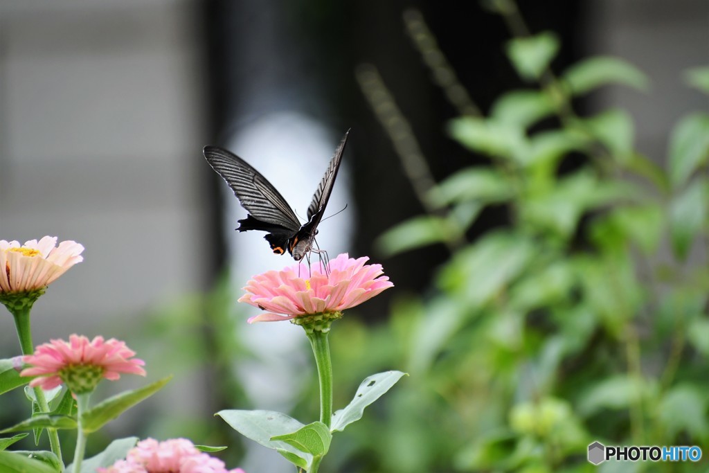 黒がピンクに魅かれて、、、。