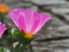 Portulaca～Ⅱ
